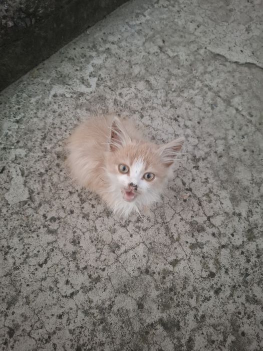 Котята ищут семью