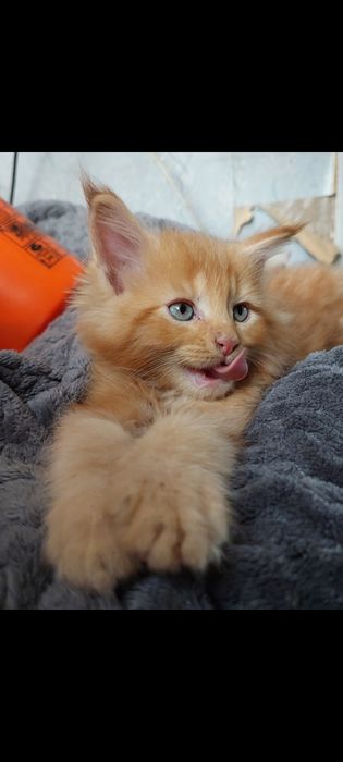 Котики мейн кунчики в Полтаві