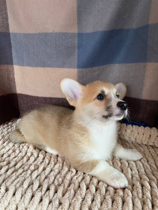 Цуценя коргі пемброк