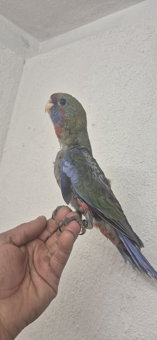 Rosela penante domesticada