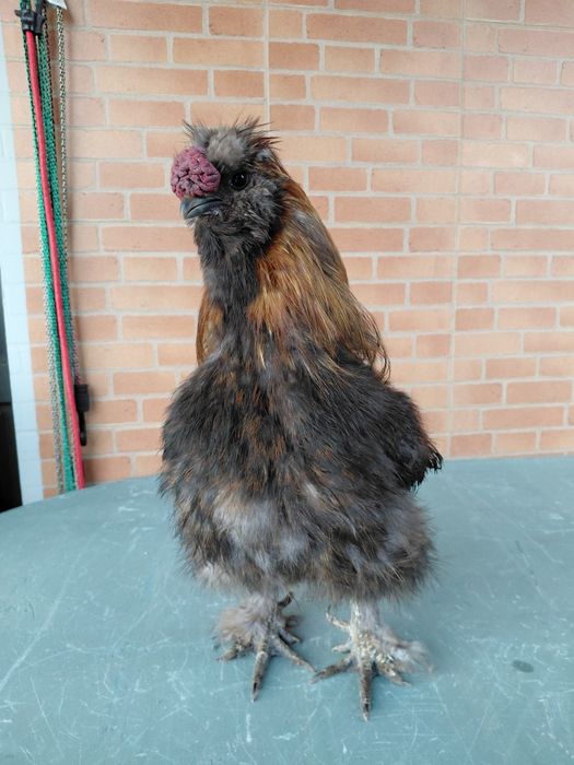 Sedosa do Japão - Galo