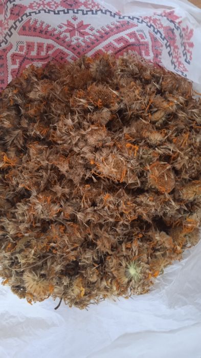 Арніка гірська, квіти