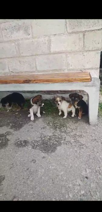 Песик щеня в добрі руки