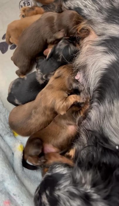 Таксята бронювання та продаж.