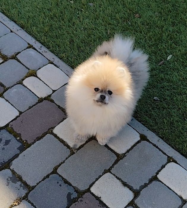 Шпіц- медведик чекає