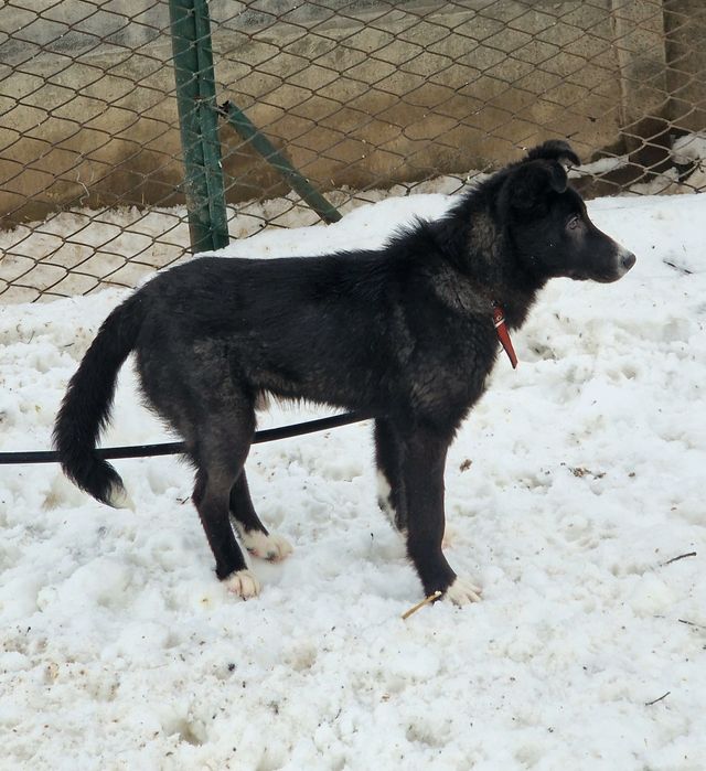 Песик в добрі руки