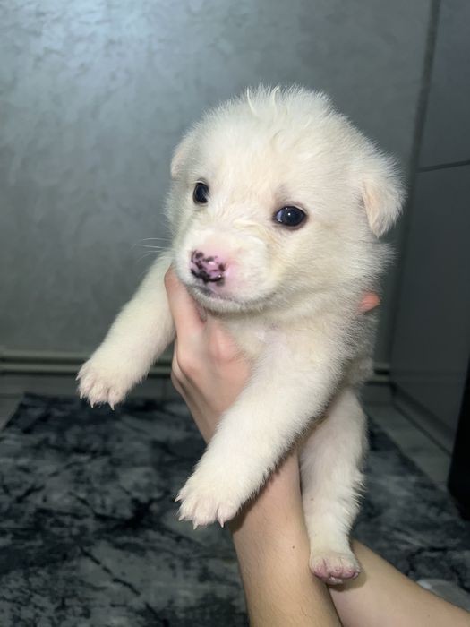 Собачки - дівчинка та хлопчик