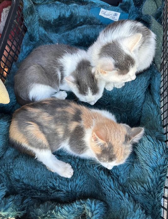Котята ищут семью