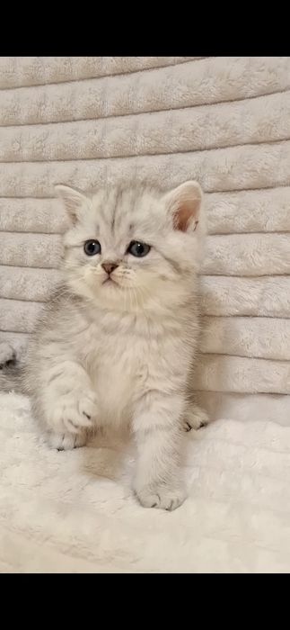 Серебристая шиншилла