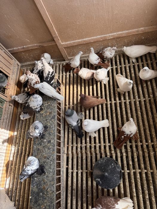 Wyszwance, widyny, winerki, blauwindry, itp