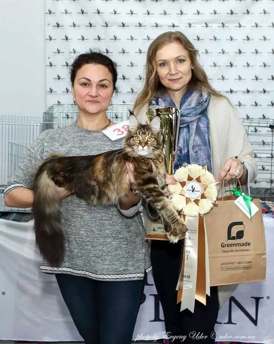 УНІКАЛЬНІ ‼️ Коти породи Мейн-кун дуже крупні. З документами!