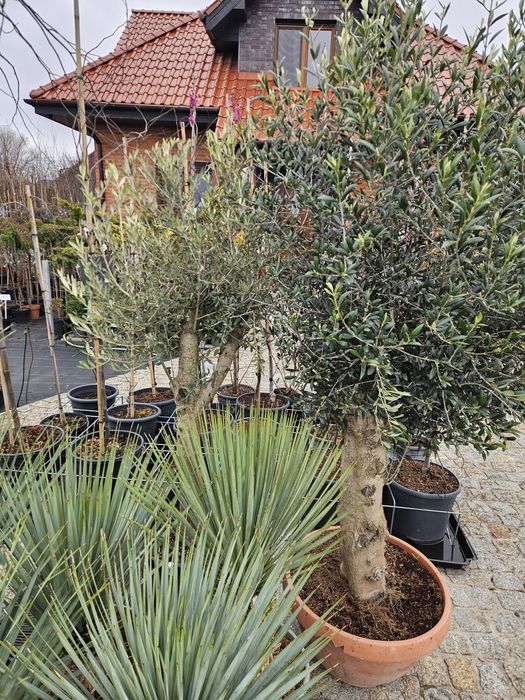 Laurowisnia Novita 60cm Etna Otto luyken