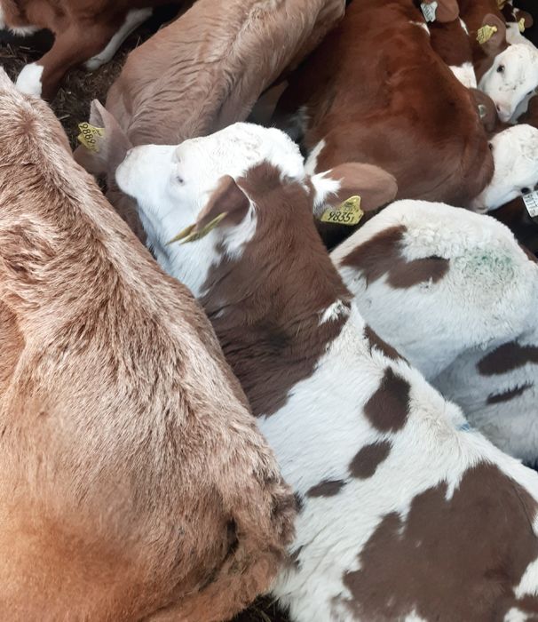 Cieleta mięsne byczki