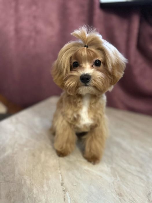 цуценята мальтипу