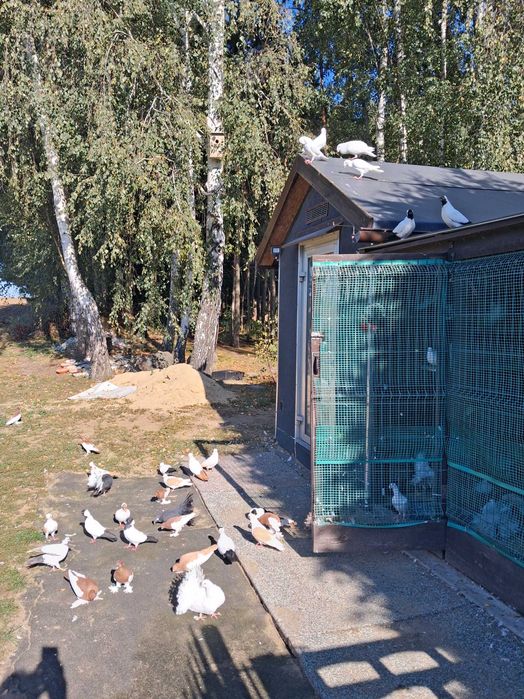 Sprzedam gołebie zakonniki