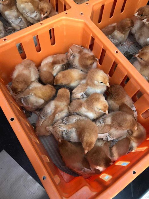 Kurczaki pisklęta nioski, brojlery, Leghorn, Greenshell, Sussex, Rosa