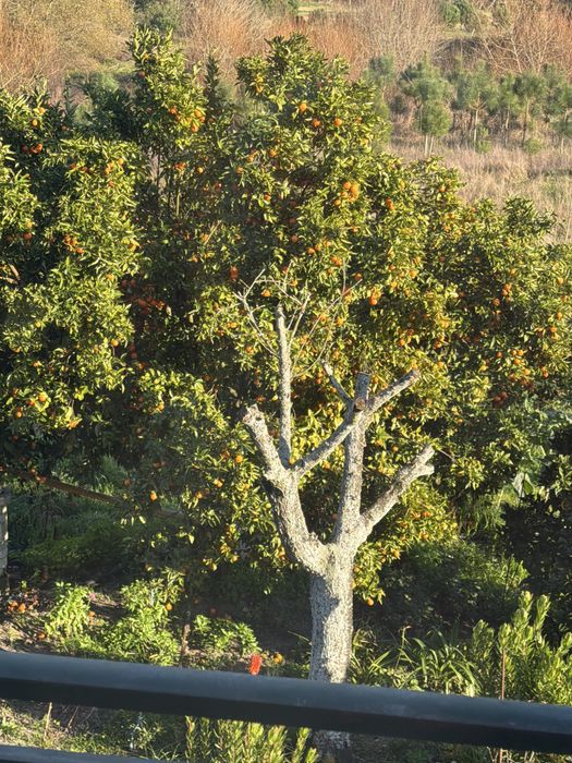 Clementinas caseirinhas