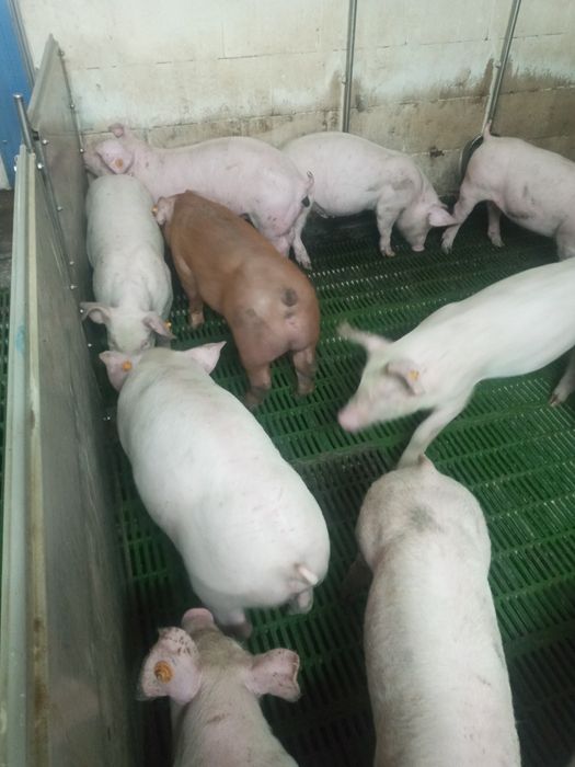 Продам поросята мясної породи