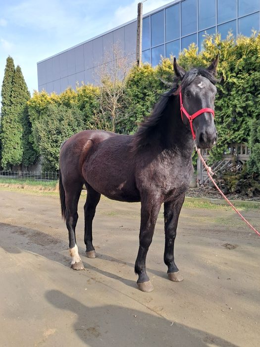 Sprzedam klaczka Śląska