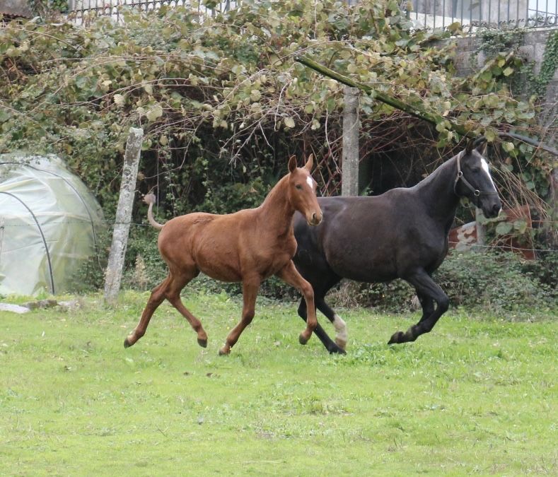 Poldra cruzada de lusitana 6 meses
