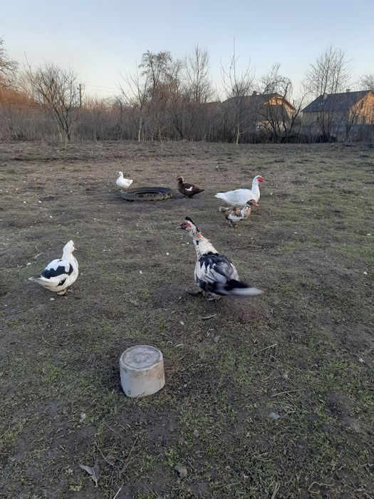 Інкубаційні яйця індокачок