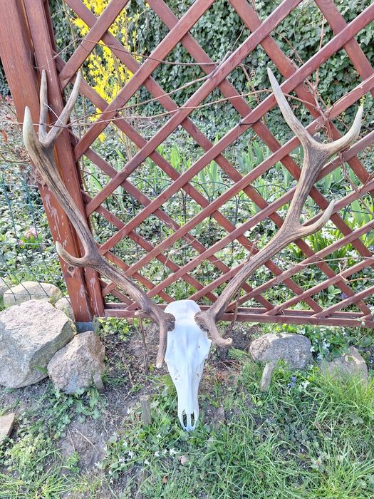 Wieniec jelenia, zrzuty, poroże