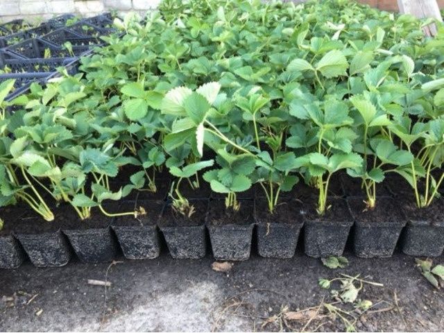 Саджанцi полуниця,, Ольвiя "