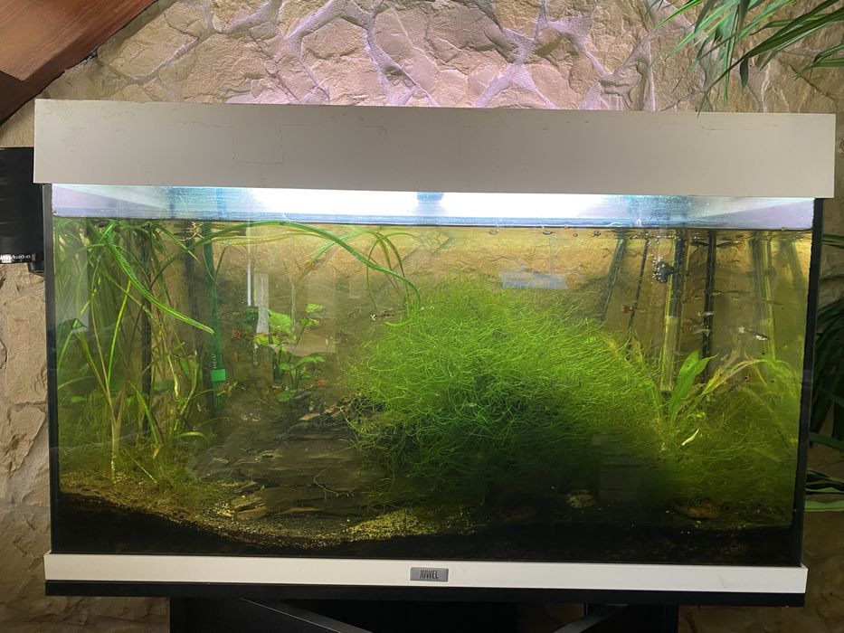 Aquario Juwel com peixes , plantas  naturais pronto a funcionar!