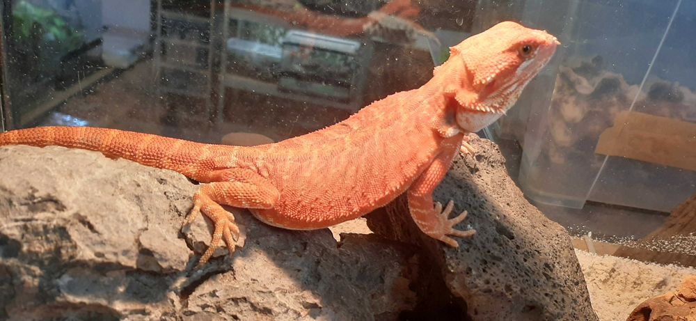 Agama brodata red hypo trans leatherback Terrarium24 Lublin