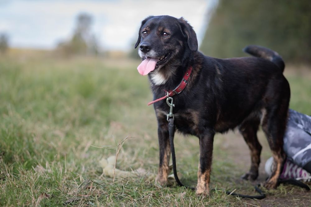 (Nie)zwykły, brązowy kudelek o którego nikt nie pyta. Adopcja psa.