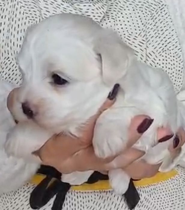 Cachorrinha Bichon Maltês