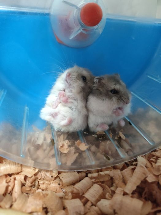 Хомячки "Джунгарики"