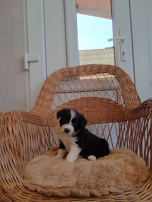 Border collie śliczne