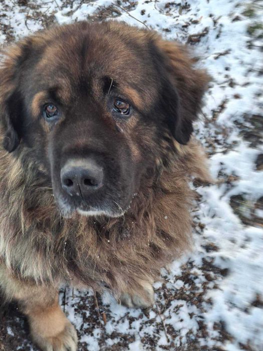 Skadi poleca się do adopcji