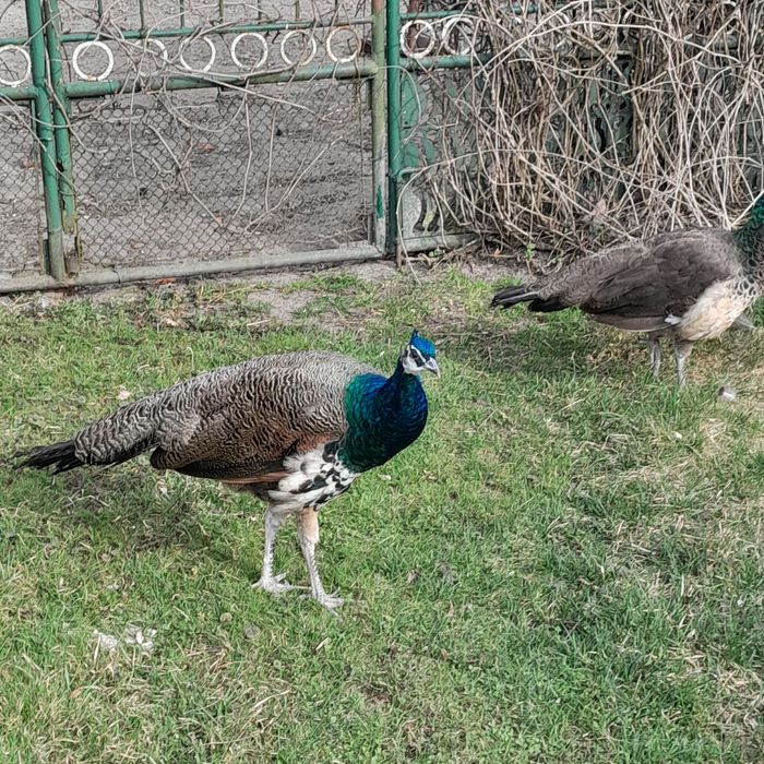 Sprzedam samca pawia indyjskiego