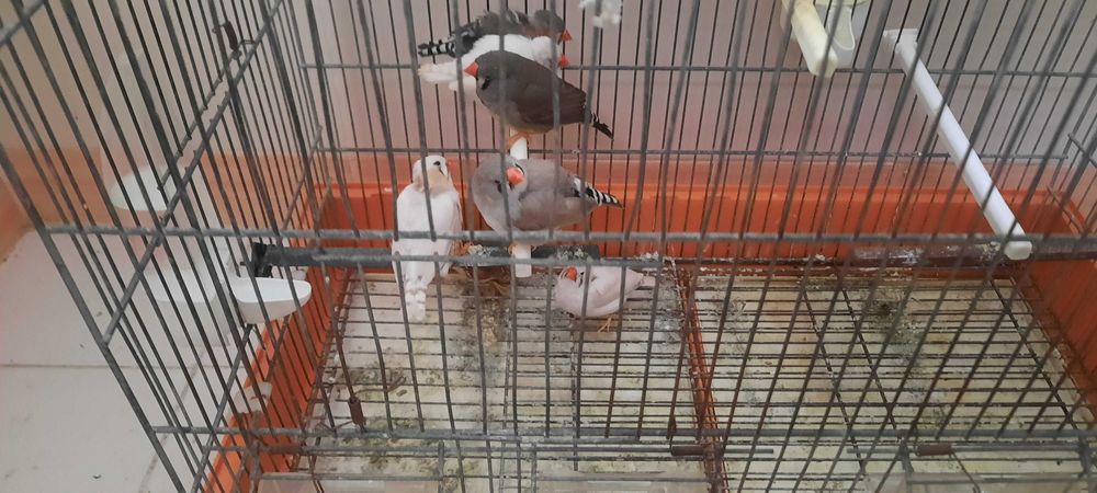 mandarins de várias cores