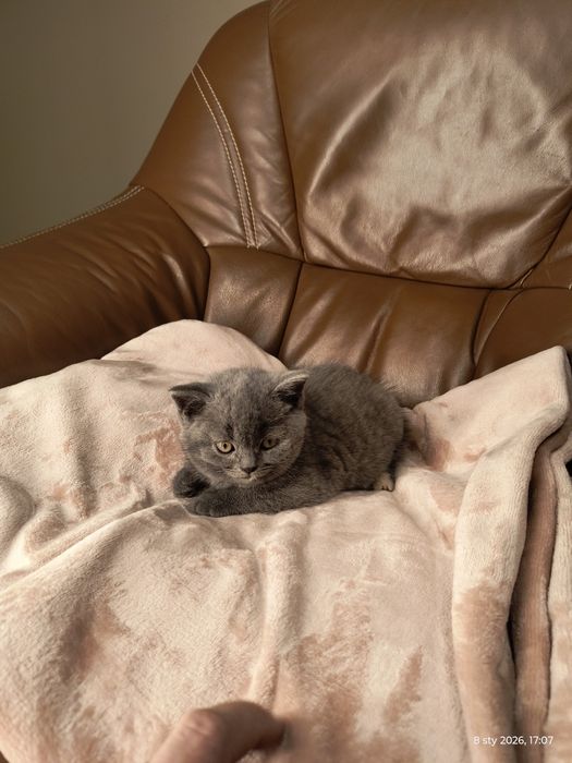 Kot brytyjski - kotka