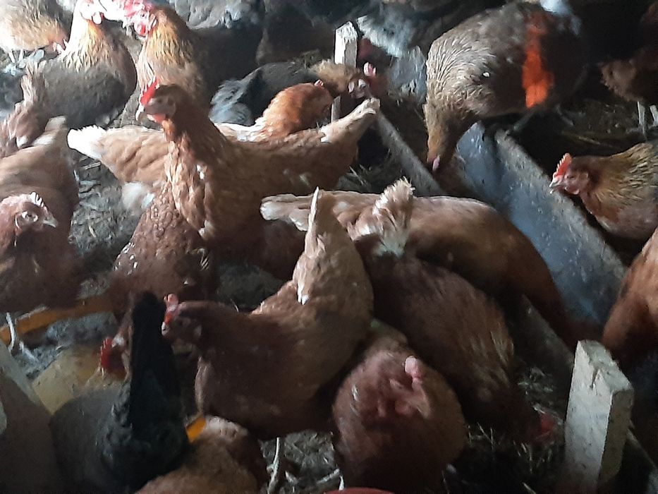 Sprzedam kury nioski