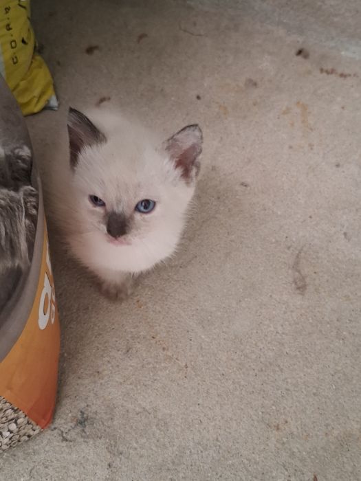 Animais para adopção