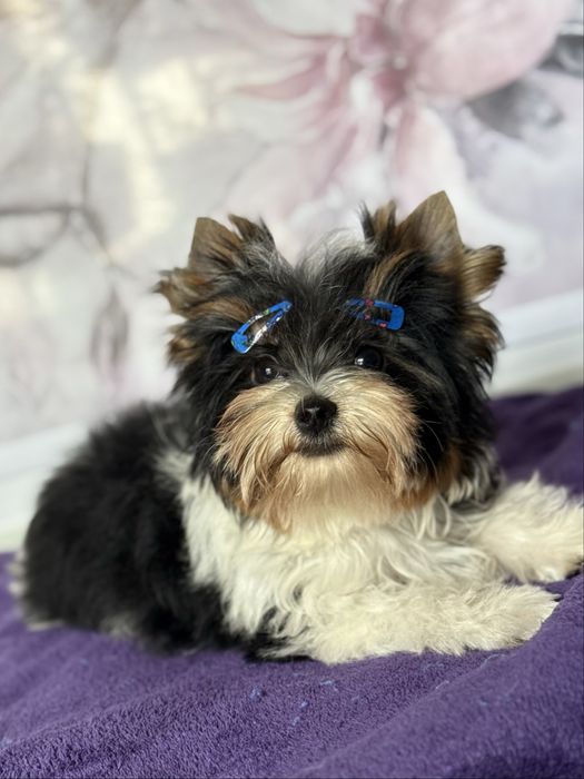 Бівер йорк хлопчик КСУ