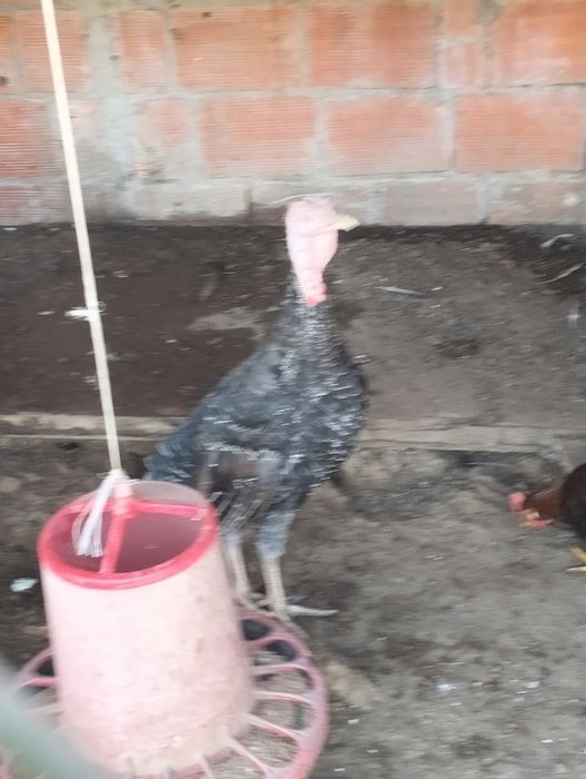 Vendo 3 perus com cerca de 5/6 meses