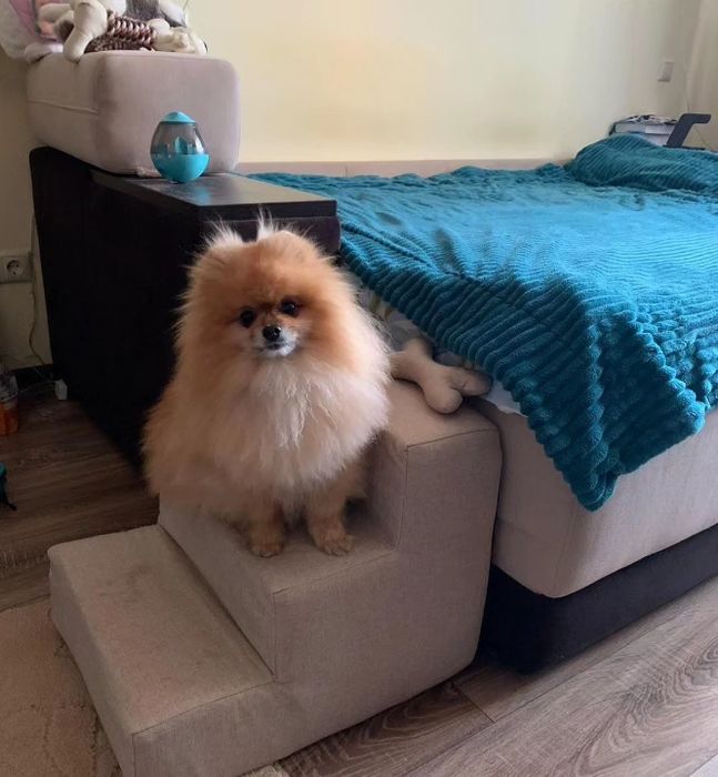 Міні сходинки для собак