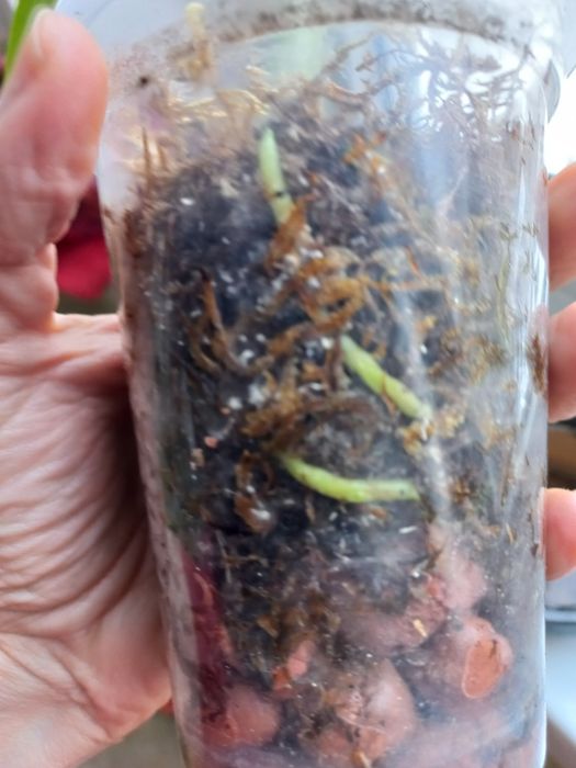 Дендробіум нобіле