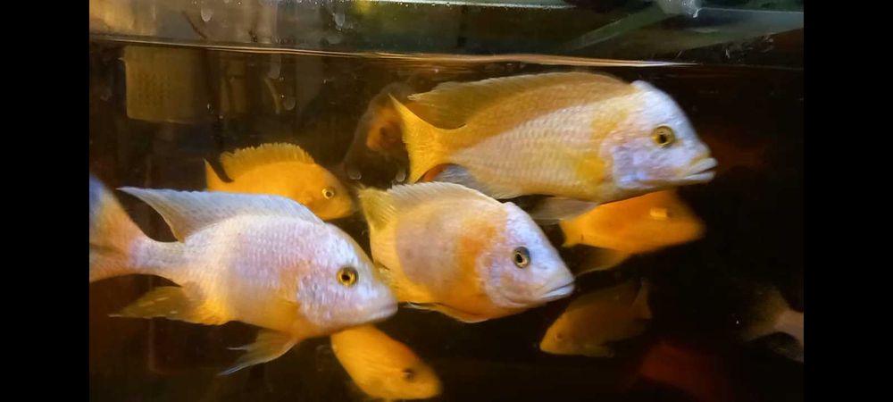 Цихлида малавийская