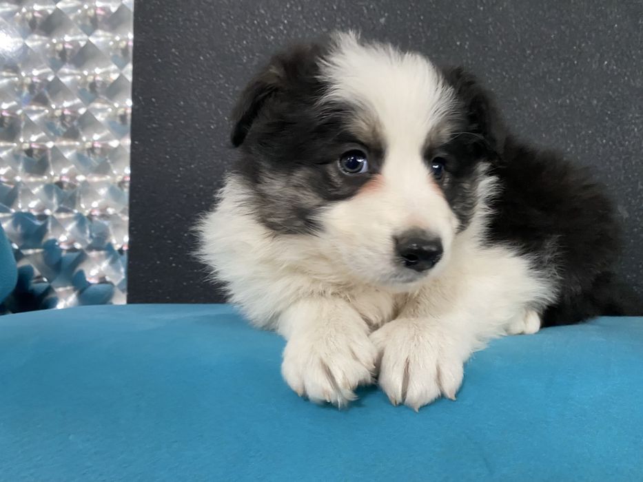 Border collie szeniak
