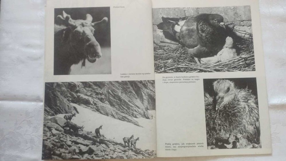 I kudłate i łaciate. Maria Sołtyńska 1986 Wartość antykwaryczna