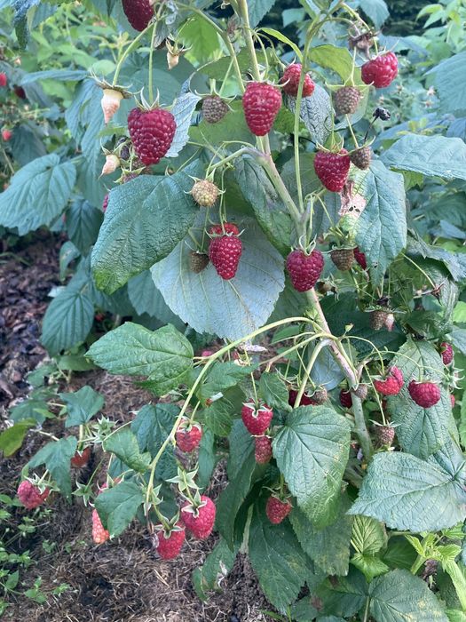 Варення з малини джем повидло