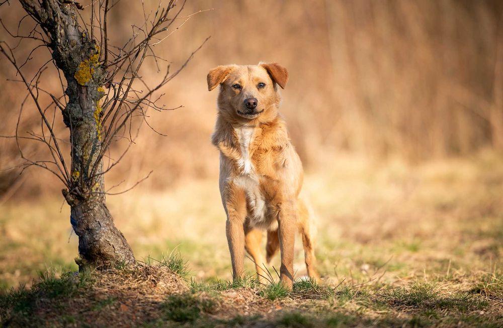 Kiara - nieduża, delikatna biszkoptowa piękność szuka domu!