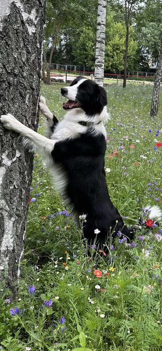 Кинолог. Профессійне дресерування собак.