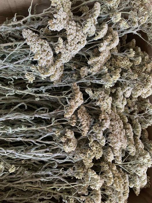 Полинь гірка та деревій сушений